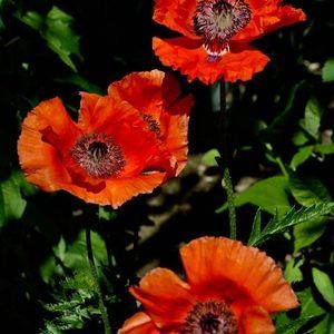 Meet your Posher, Leslye lynne